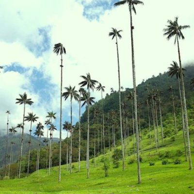Valle del cocora Valle del cocora