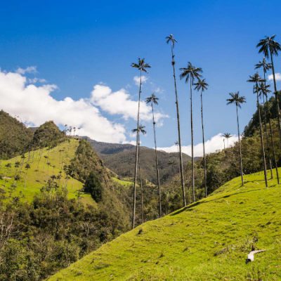 valle cocora palmeras que hacer en eje cafetero valle cocora palmeras que hacer en eje cafetero